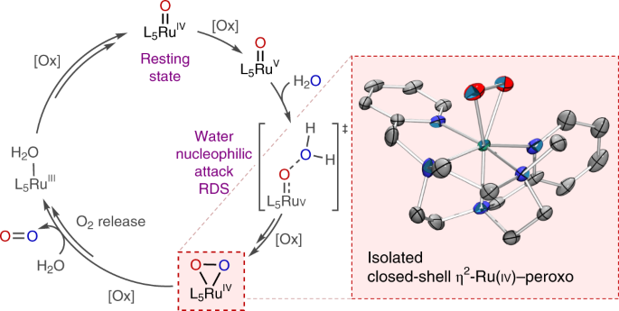 Isolation of a Ru(IV) side-on peroxo intermediate in the water oxidation reaction nature.com/articles/s4155… ($)