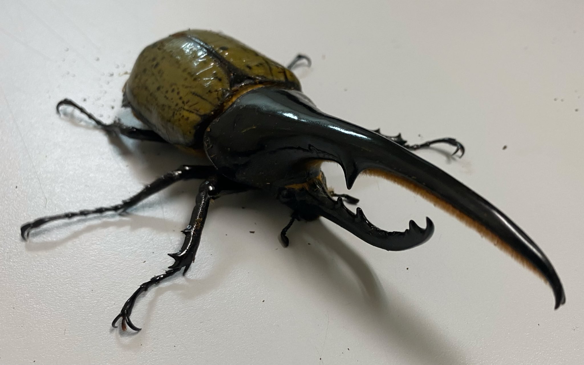 ヘルクレスオオカブト Twitter Search Twitter