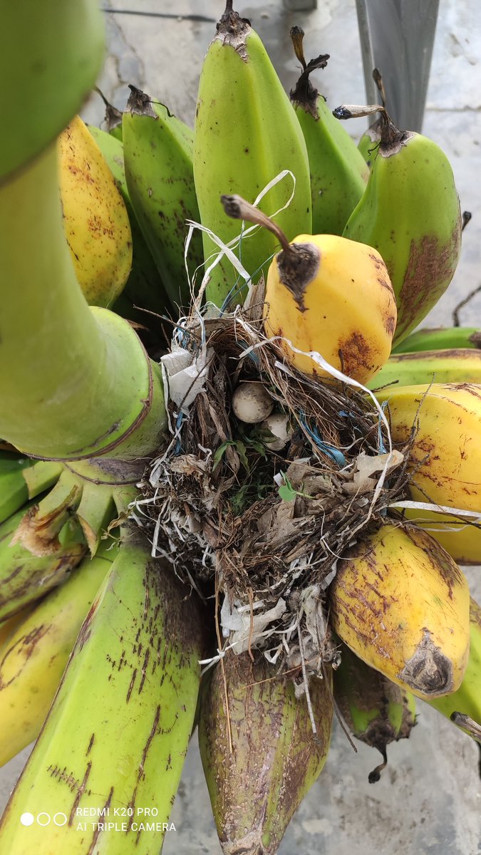 Vidula_201's tweet photo. Double Pleasure
A sparrow's nest on top of our Banana pile.Nature at its best
@HarshadDats @AmolTolbande
@w_karve @avanindra43 @tarunsingha
@airwarriorpam @raj201sl
#campuslife #bananas #adventure
#ad #fruitsbasket #naturalbliss #LifeLessons #gardenfresh #NestMigration #birding https://t.co/bKySsDqnu3