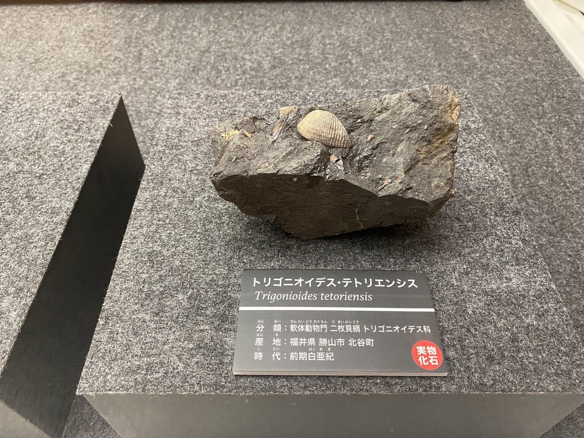 世界有名な 国産化石 異常巻きプラピトセラス 23/01/30-1 23/01/30-4