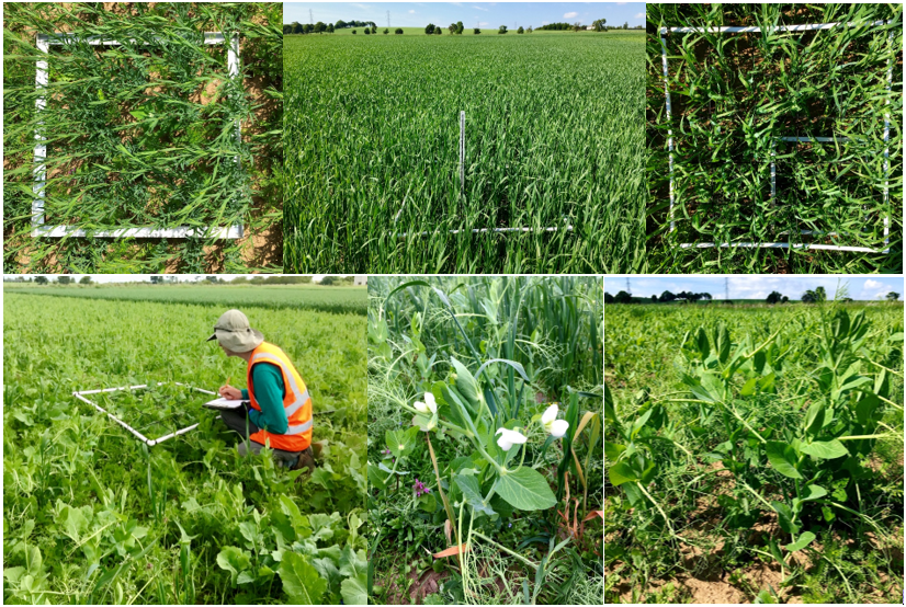 SEAMixtureS's tweet image. Some early-mid growth monitoring work at the JHI Balruddery Farm SEAMS Plots last week growing monocultures and mixtures of Oats, Peas and Linseed @SEAMixtureS @EsmeeFairbairn @AlistairHodge @MurrayC70561999 @stracathro_1 @ScotAgCoOp @farmer_just @adriannewton55 @AlisonKarley