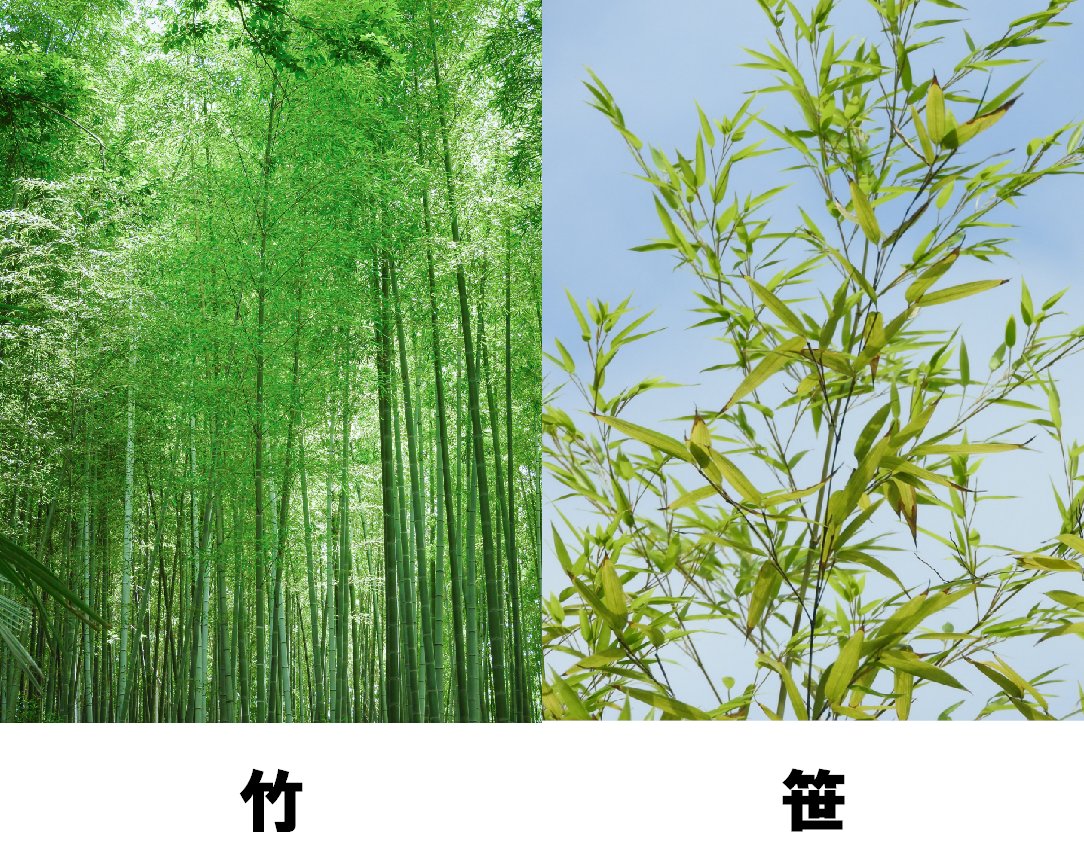 ワオ 科学実験ナビ 竹と笹の違いは 高いのが竹で 低いのが笹 大雑把に言えばこれが大きな違いなのです 開花の違い によっても見分けられるのですが 笹は数十年に一度 竹においては100年に一度は開花するくらいで何年も待たないといけないのです