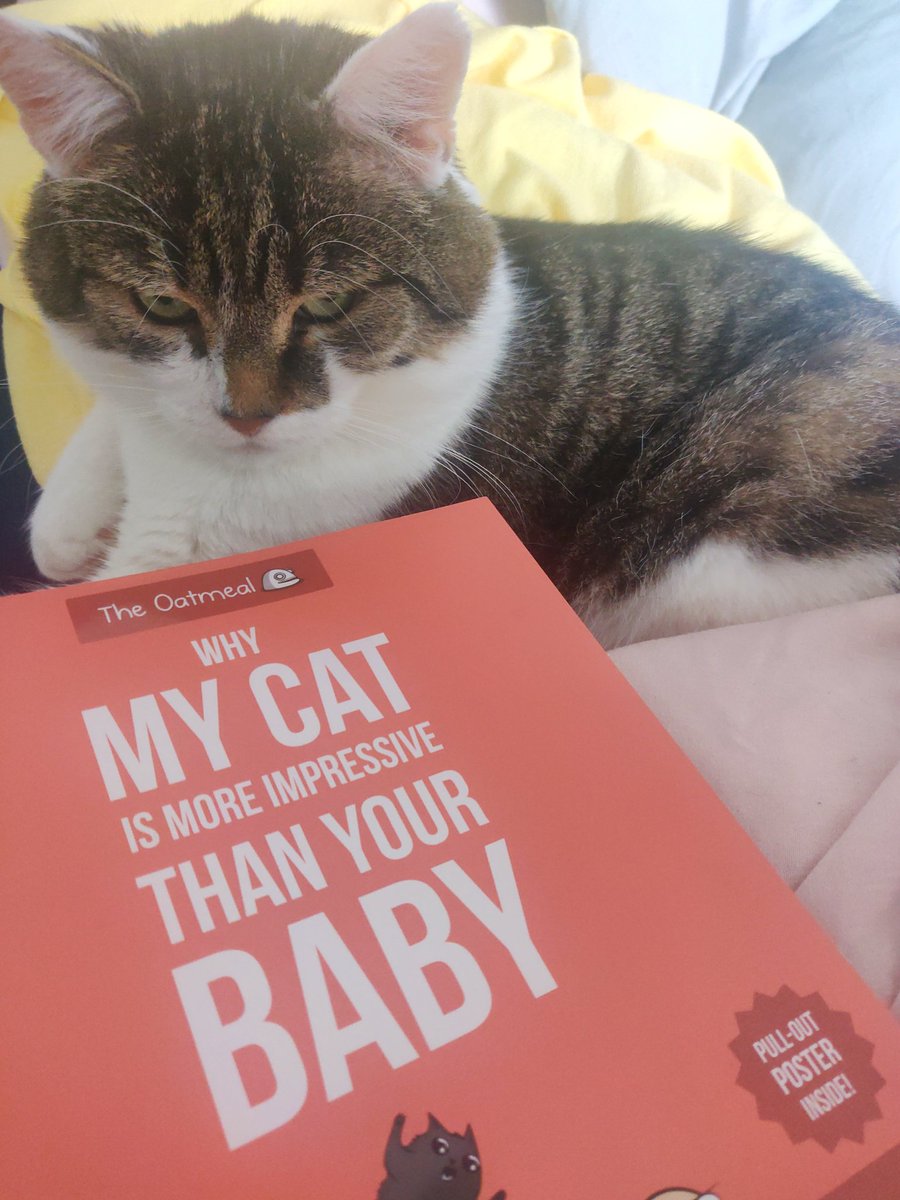 StHBookStop's tweet image. I feel like he's trying to tell us something 🤔🤔🤔 #thebookstopshere  may have to watch what we stock from now on, he's getting ideas 👀👀👀 #CatsOfTwitter #indiebookshop