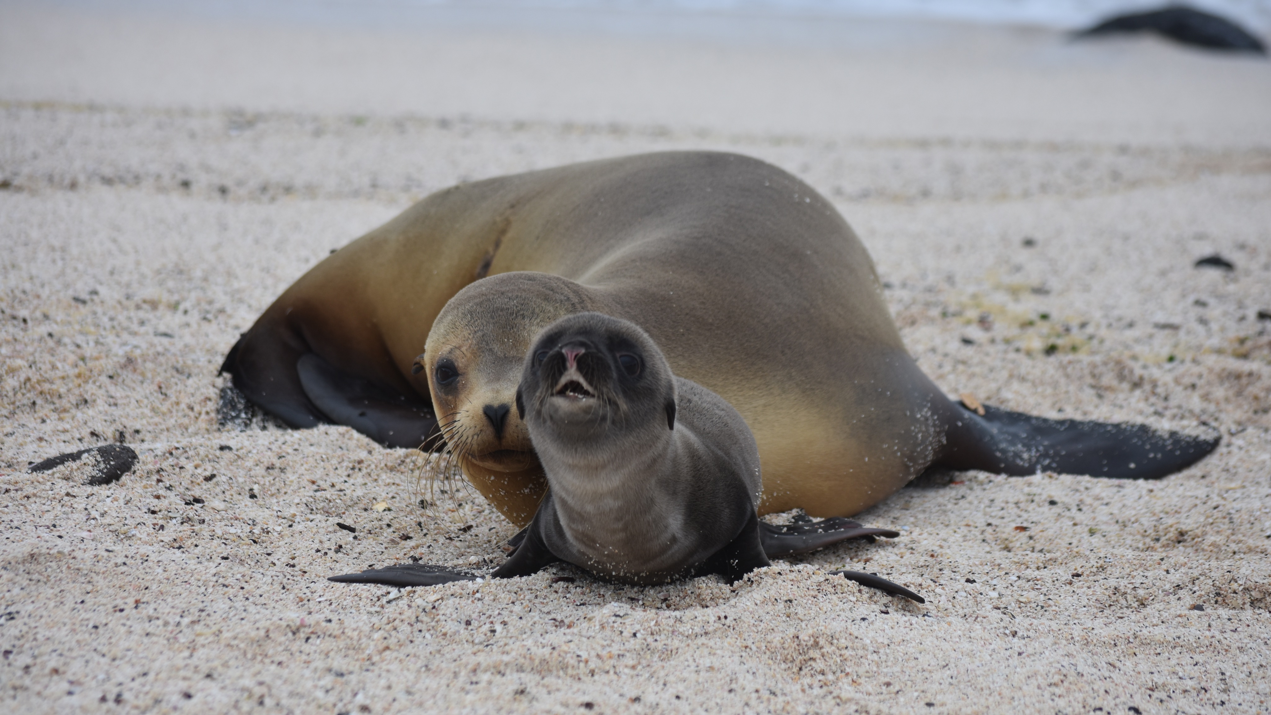 Guillaume BastilleRousseau (Gui_B_Rousseau) / Twitter