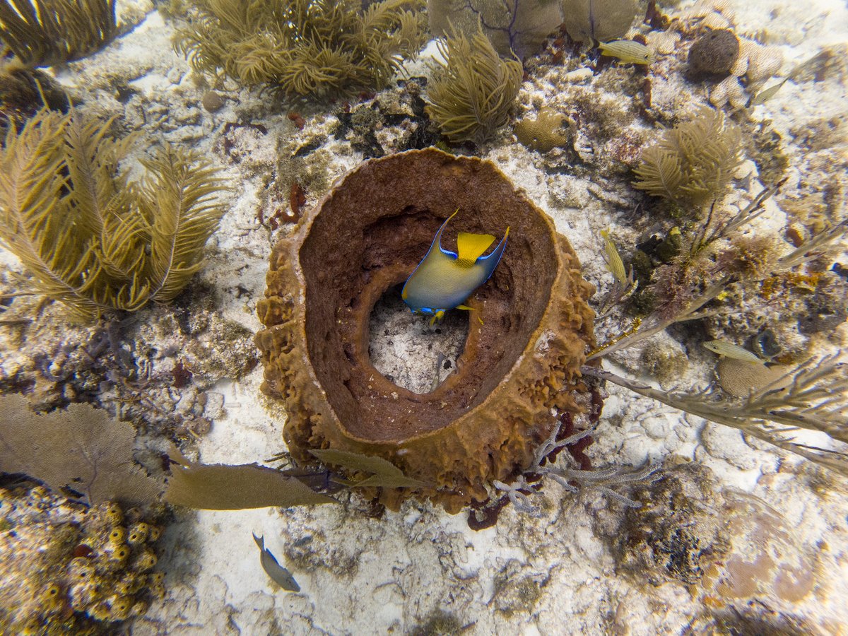 Matt_Philips's tweet photo. Late post #1: On Thursday we tried out an area we haven't been before. Water was a little cloudy, but we saw sharks, rays, Trumpet Fish, Lizard Fish, and a number of others. These are a few favorites, full set here: https://t.co/2qYWtH7IPT
#LifeIsForEnjoying #SCUBA #RoadTrip https://t.co/bGMNsrUumn