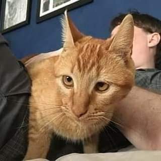 petsarefound's tweet photo. #MarkingsMonday - #FindBeeBee has a freckled speckled nose!
#Lost Ginger Tabby #Cat
https://t.co/WEFKuP0xzF
#EasternBeach #Auckland #NZ
#AKL #LostCat #GingerTabby #TabbyCats #CatsOfNZ #AKLcats #NZcats #TabbyCat #MissingCats #LostCats #missing #catsofauckland #CatsOfTwitter https://t.co/PmTh7s9NCw