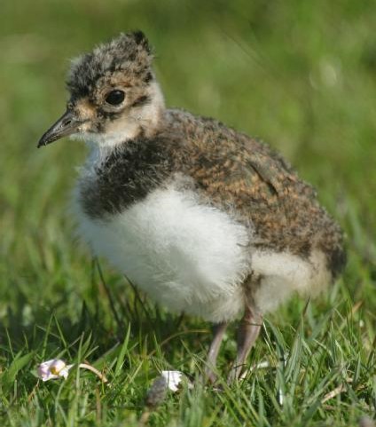 Please be aware of ground-nesting birds when enjoying the outdoors - especially when walking your dog. Lapwings (pic) lay their eggs between March/June &amp; chicks hatch 3-4 weeks later. Chicks can walk around but are unable to fly for several weeks. #RespectProtectEnjoy #NatureScot