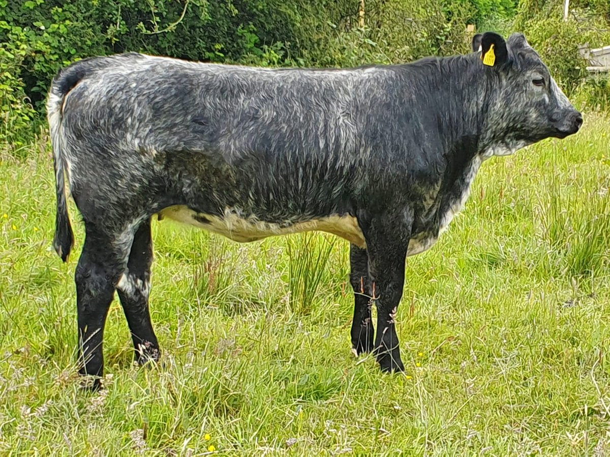 aurivo's tweet photo. Excellent breeding type Heifers for  Thursday's Special Heifer and Weanling Heifer sale
Lot numbers to follow
@irebeefproducer @AurivoFarmProf @AurivoCo_op @progressivegen @doveagenetics @farmersjournal @Sligo_Sucklers https://t.co/AhBsfaDiT9