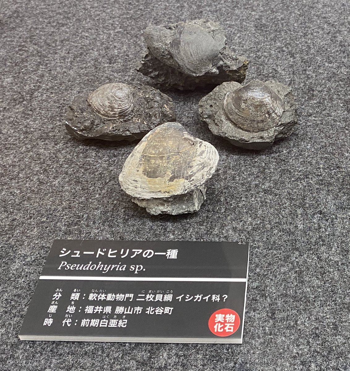 ট ইট র Uoichiba Yuta Tsukiji 二枚貝以外にも 小さな巻貝の化石が多数発見されています 現在のタニシに近い種類だったと考えられています ちなみに 発掘現場は川の流れでできた地層なので そこから見つかる二枚貝や巻貝は全て淡水性であったとされ