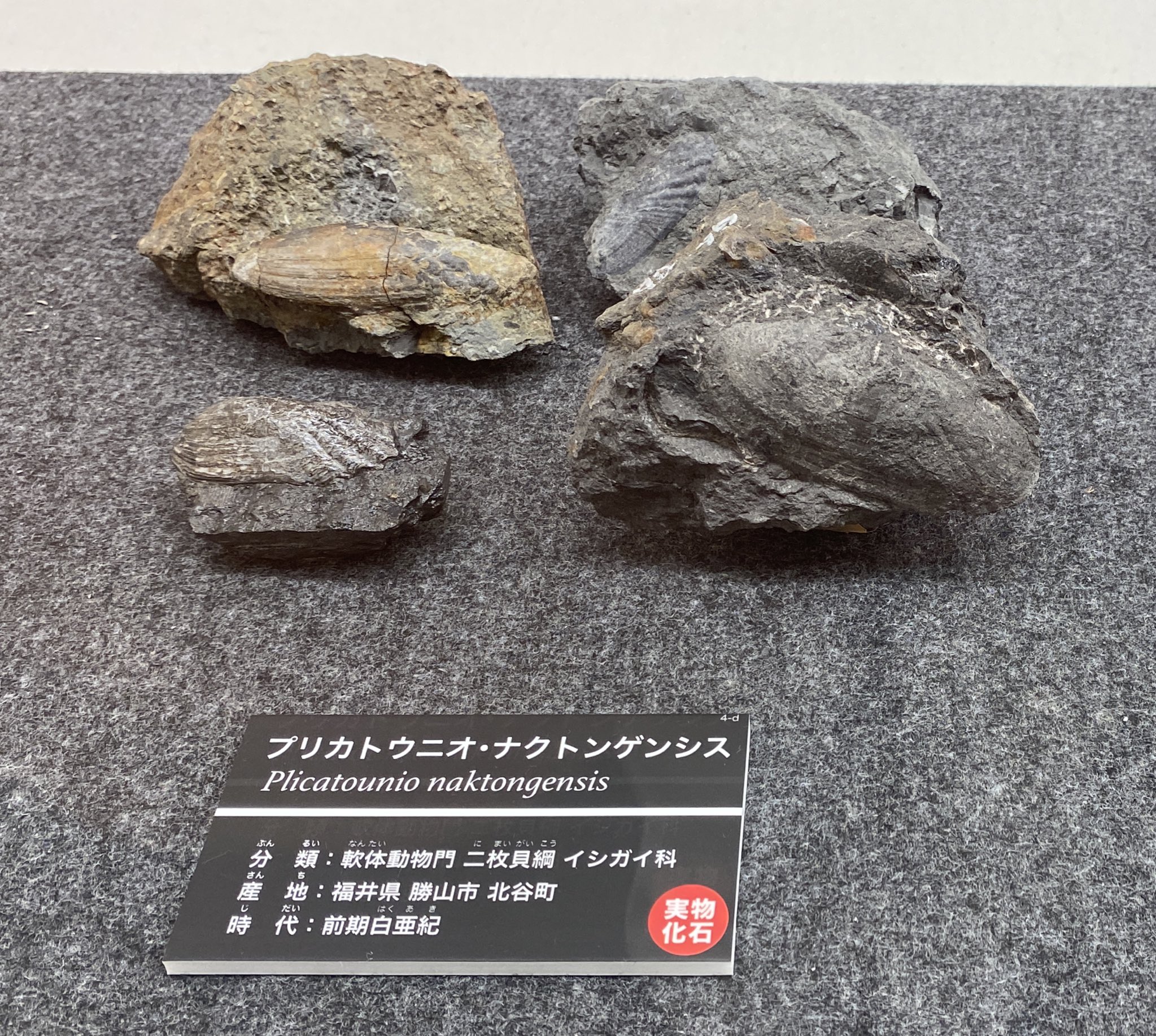 ট ইট র Uoichiba Yuta Tsukiji 二枚貝以外にも 小さな巻貝の化石が多数発見されています 現在のタニシに近い種類だったと考えられています ちなみに 発掘現場は川の流れでできた地層なので そこから見つかる二枚貝や巻貝は全て淡水性であったとされ