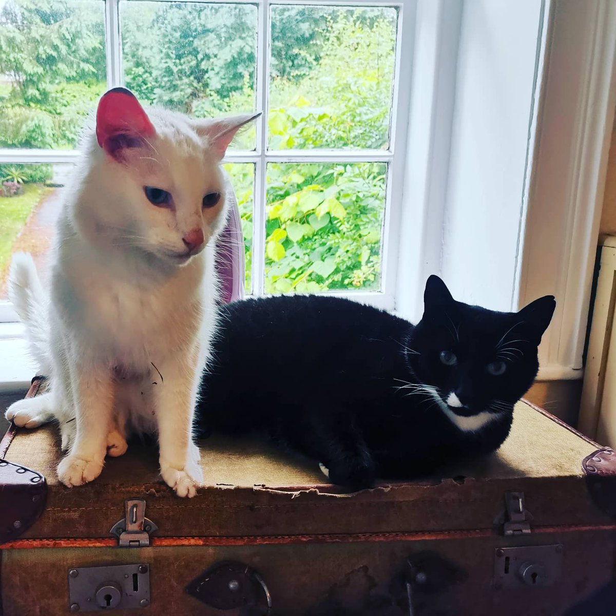 lazyperfection's tweet photo. Henderson's not sure about our visitor! #CatsOfTwitter #blackandwhitecat #tuxedocat #catsinthewindow #catsonsuitcases #whitecat #neighbourscat #catfriends https://t.co/SDKFAoEQ4K