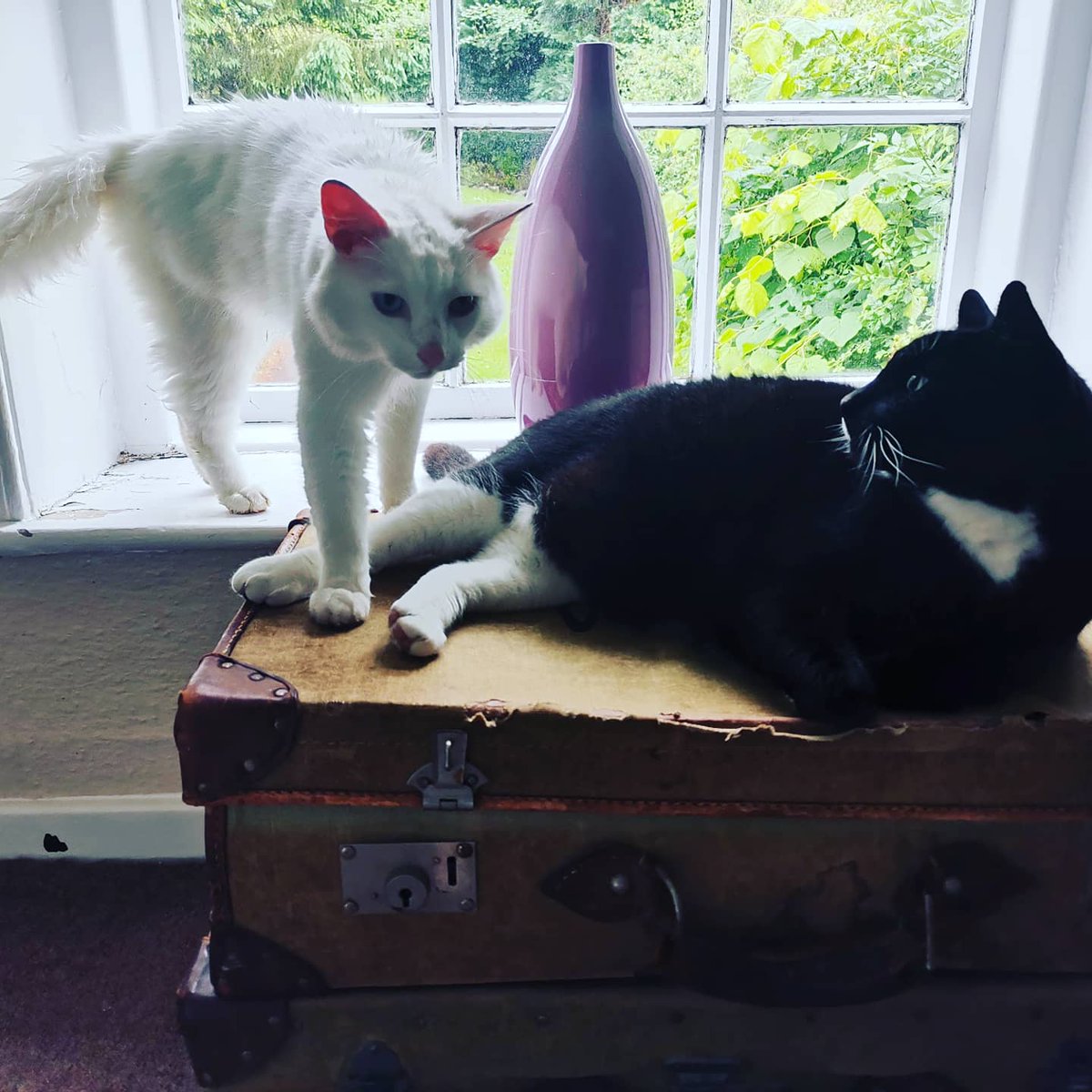 lazyperfection's tweet photo. Henderson's not sure about our visitor! #CatsOfTwitter #blackandwhitecat #tuxedocat #catsinthewindow #catsonsuitcases #whitecat #neighbourscat #catfriends https://t.co/SDKFAoEQ4K