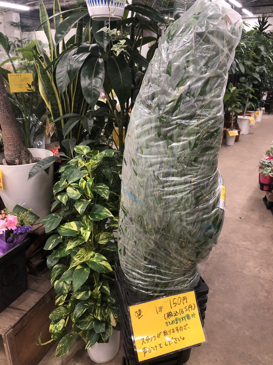 ビックフラワー荻窪店 على تويتر 7 7は七夕ですね 本日 笹が入荷しました お探しの方はお早めに 七夕 笹 ビックフラワー 荻窪 花屋