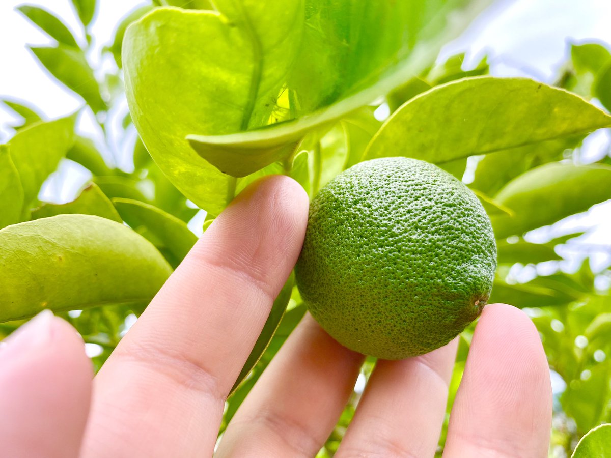 カボスひろし 大分県産ローカルタレント 育っちょる 我が家のカボス 大きくなってきたカボ 大分 大分県 大分特産品 カボス かぼす 大分ローカル 大分ローカルタレント カボスひろし だいすき大分