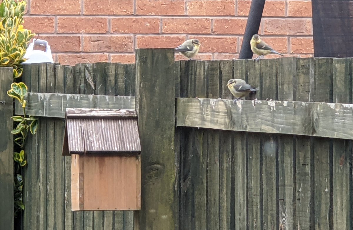 📣 Big news: My <a href="/UniOfYork/">University of York</a> PhD thesis is now officially online! If you like DNA, proteins, or molecular simulations, you'll love this: etheses.whiterose.ac.uk/28874/

(with help from <a href="/ANoyLab/">Agnes Noy</a> <a href="/BPSIYork/">Mark Leake</a>  <a href="/PhysLifeYork/">Physics of Life at York</a> @PhysicsatYork)

Also, here are some baby blue tits.