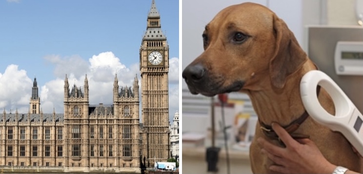 TODAY: Petitions 'Compulsory to scan/check microchips to reunite stolen dogs & cats' (#FernsLaw) & 'Vets to scan prior to euthanasia for Rescue Back up & confirm keeper details' (#TuksLaw) are debated from 4.30pm. Details & link to watch: committees.parliament.uk/committee/326/… #MakeChipsCount