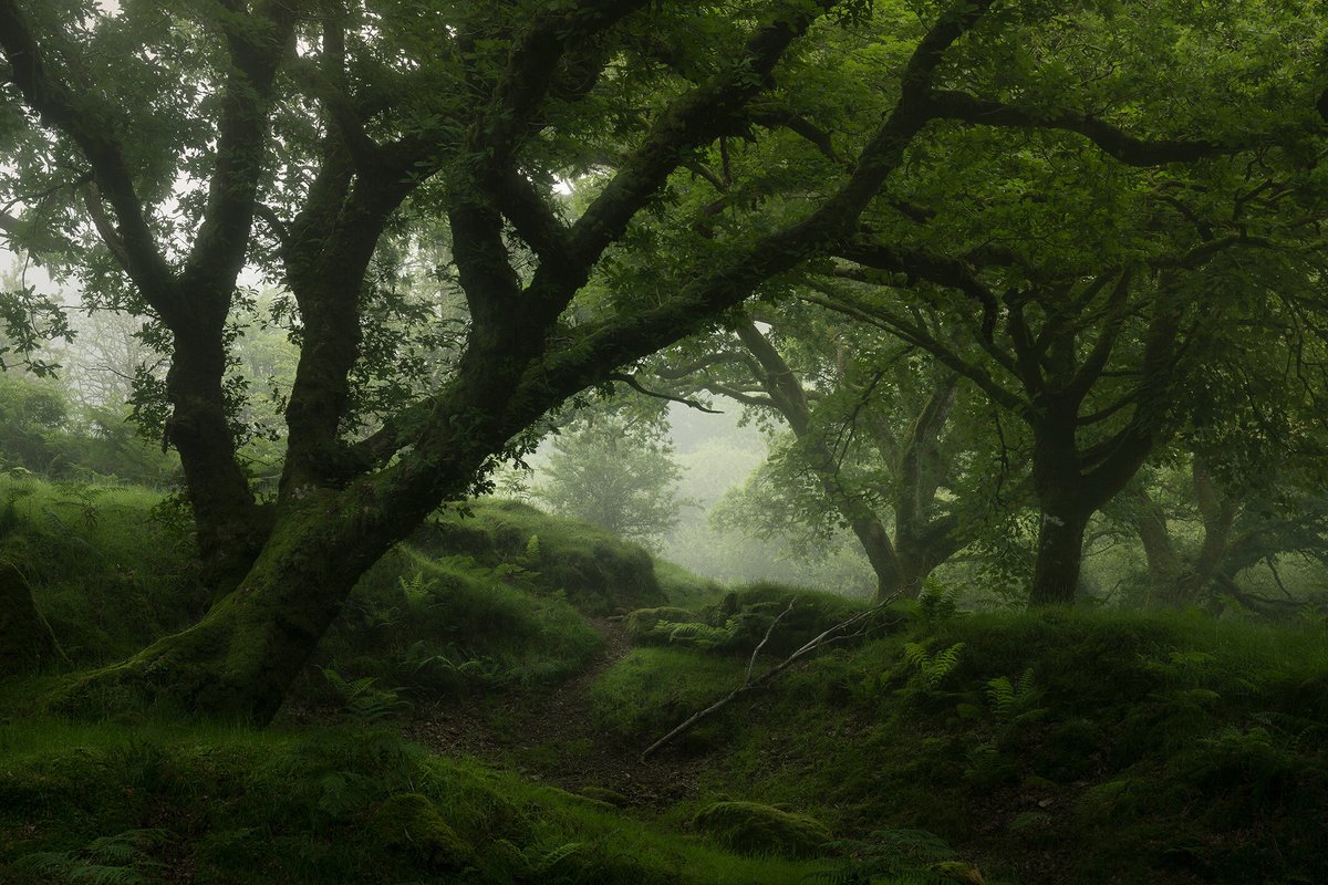 njburnell's tweet photo. Are we getting bored of trees yet?! https://t.co/1OsgxOaXEp
