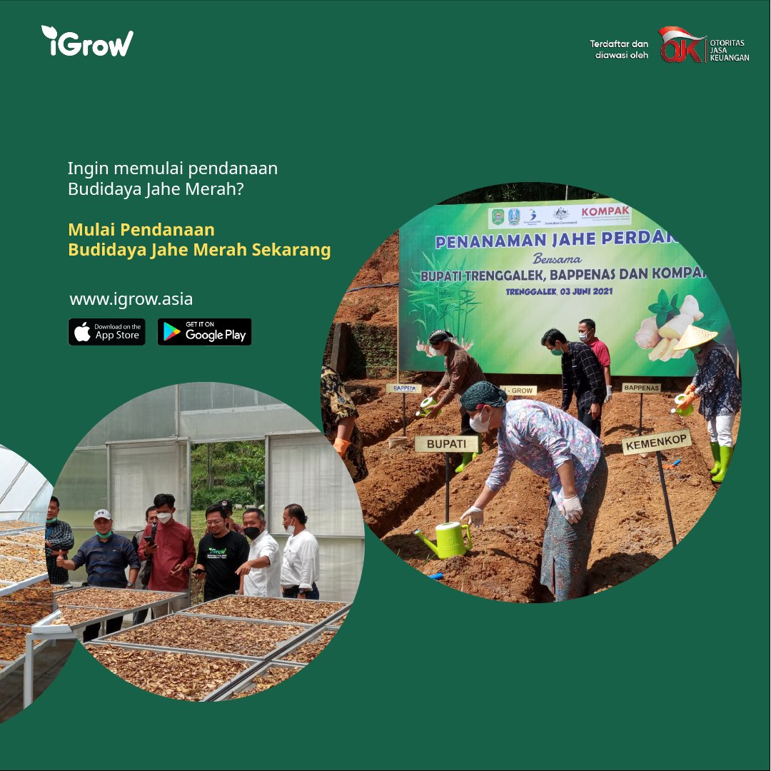 Untuk menjaga imunitas tubuh, jahe merah jadi primadona di tengah pandemi. Simak selengkapnya disini ya, Growers!
#TumbuhBersama #JaheMerah