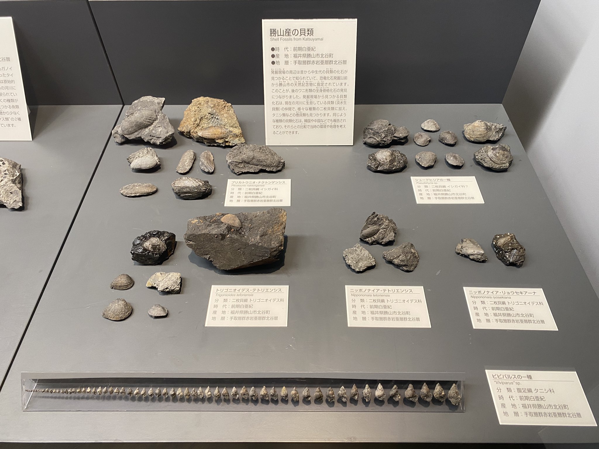 ট ইট র Uoichiba Yuta Tsukiji 二枚貝以外にも 小さな巻貝の化石が多数発見されています 現在のタニシに近い種類だったと考えられています ちなみに 発掘現場は川の流れでできた地層なので そこから見つかる二枚貝や巻貝は全て淡水性であったとされ