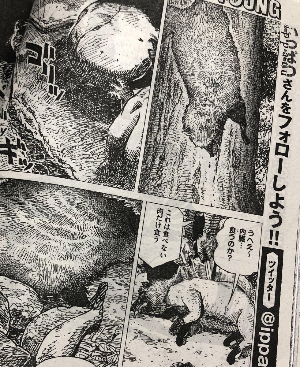 今週のヤンマガは「雨と君と」という犬漫画と「虎鶫」というたぬきグルメ漫画が載ってるよ。コンビニへ急げ!人類は滅亡する。 