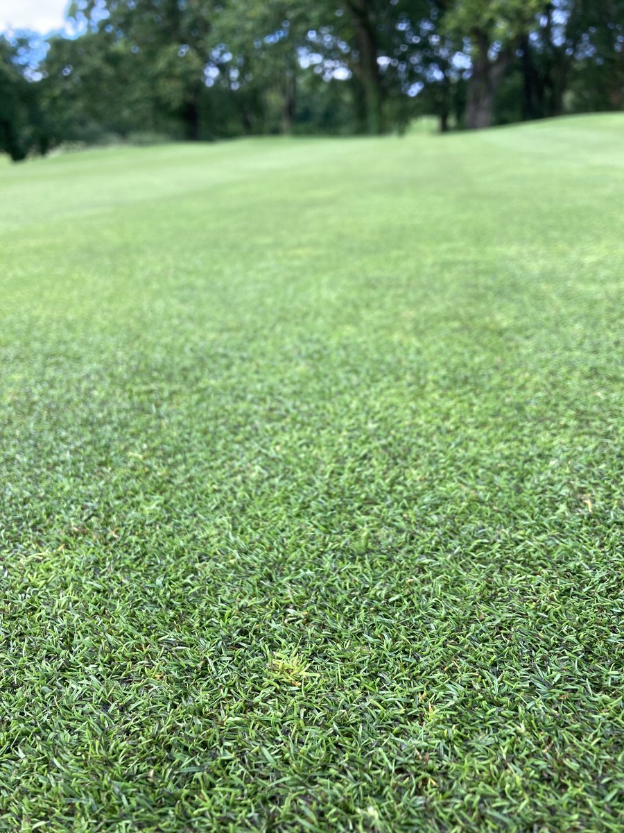 Coursecondition's tweet photo. Poa seedheads not looking to happy after an application of Attraxor ⁦@BIGGALtd⁩ ⁦@dbevanturfie⁩ ⁦@AgrovistaUK⁩ https://t.co/W0MUOf3jbD