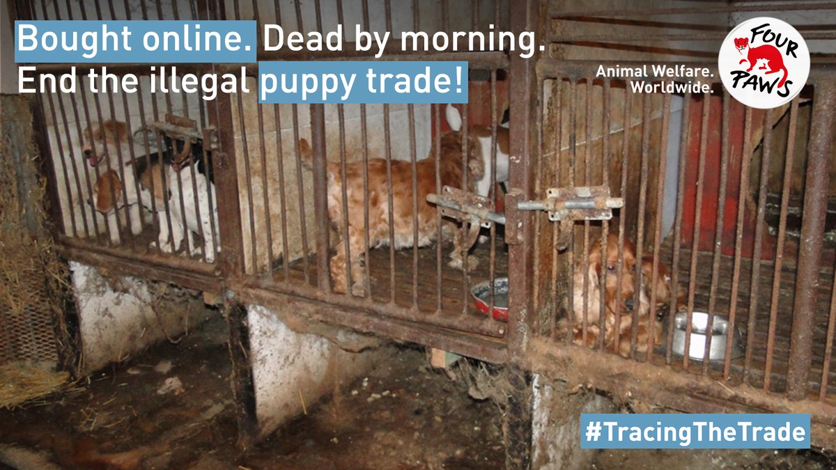 We ask our MEPs to help with #TracingTheTrade to better protect dogs, cats and families from ongoing suffering caused by the #IllegalPetTrade. Please include our recommendations in the #DigitalServicesAct !

four-paws.org/our-stories/bl…