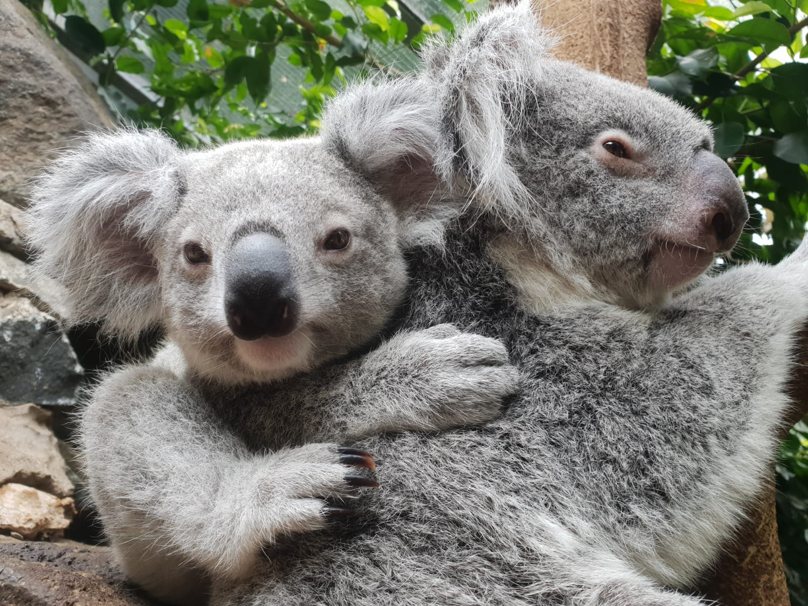 Live Koala Cam