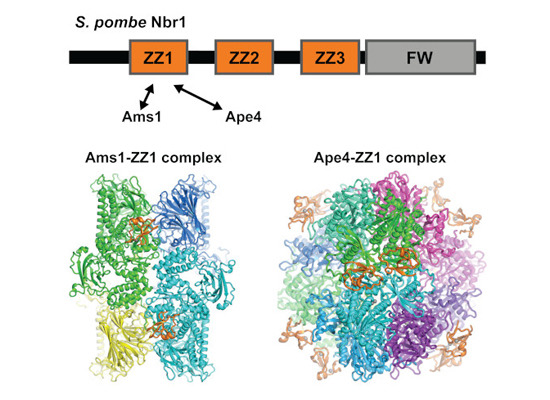 Selective #autophagy: Molecular and structural mechanisms of ZZ domain-mediated cargo selection by #Nbr1
embopress.org/doi/10.15252/e…