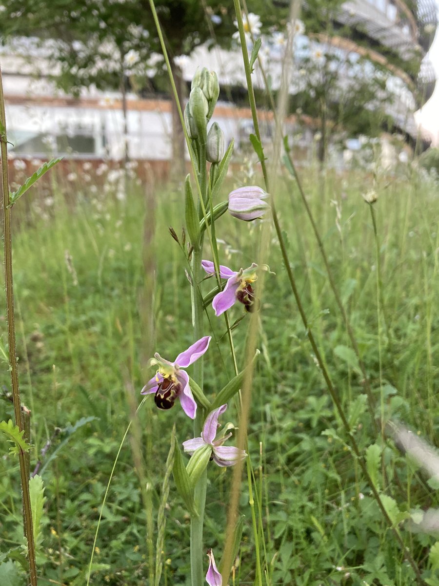 <a href="/ArtHistoryYork/">History of Art York</a> <a href="/UoyGrounds/">uoy_grounds_and_gardens</a> The bee orchids are looking beautiful too. Indeed, thank you <a href="/UoyGrounds/">uoy_grounds_and_gardens</a>
