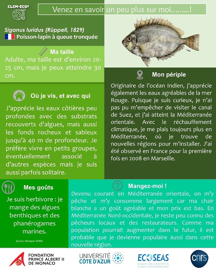 💥🐟🤿 Le poisson-lapin à queue tronquée: venez en savoir un peu plus sur moi!

.

.

💥🐟🤿Who am I? Get to know more about Dusky spinefoot

#nonindigenousspecies #mediterraneanbasin#Lessepsianfishspecies🐟#climatechange#CLIMECO²Project#univcotedazur #fpa2