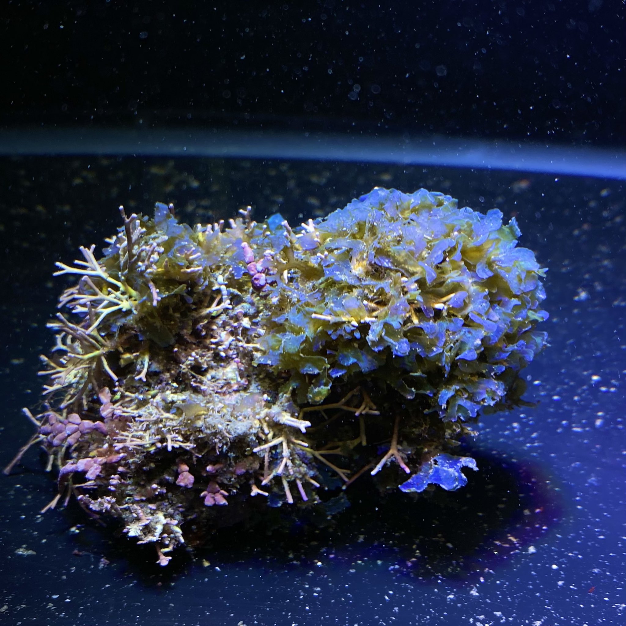 海をお手本にしたアクアリウム シュリンプ 海藻 イソバナ入荷しました 皆綺麗な個体です ご注文お待ちしております T Co ehywmjnu アミジグサ 海藻 サンゴ 陰日性サンゴ イソバナ T Co Xmbyb9rqhs Twitter