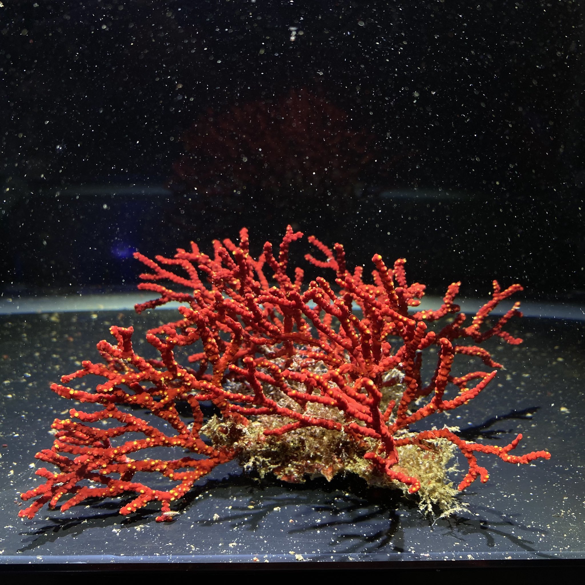 海をお手本にしたアクアリウム シュリンプ 海藻 イソバナ入荷しました 皆綺麗な個体です ご注文お待ちしております T Co ehywmjnu アミジグサ 海藻 サンゴ 陰日性サンゴ イソバナ T Co Xmbyb9rqhs Twitter