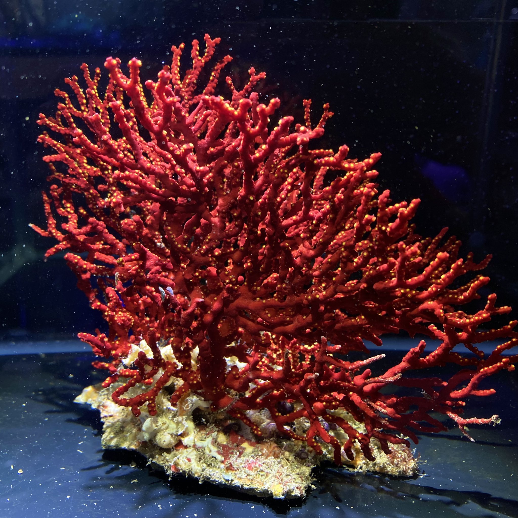 海をお手本にしたアクアリウム シュリンプ 海藻 イソバナ入荷しました 皆綺麗な個体です ご注文お待ちしております T Co ehywmjnu アミジグサ 海藻 サンゴ 陰日性サンゴ イソバナ T Co Xmbyb9rqhs Twitter