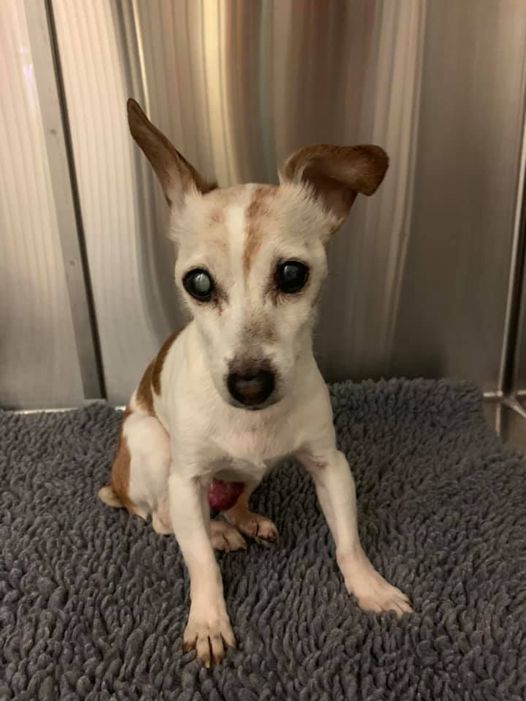 AdoptionsUk's tweet photo. Please retweet, Twitter and Facebook are full of lost dog posts, some have run off from home many have been stolen. It's a legal requirement to get a dog aged 8 weeks + micro chipped.  Get it done at a vets for about £15. It could get your dog home if he/she gets lost  or stolen. https://t.co/bnJdF5A6I1
