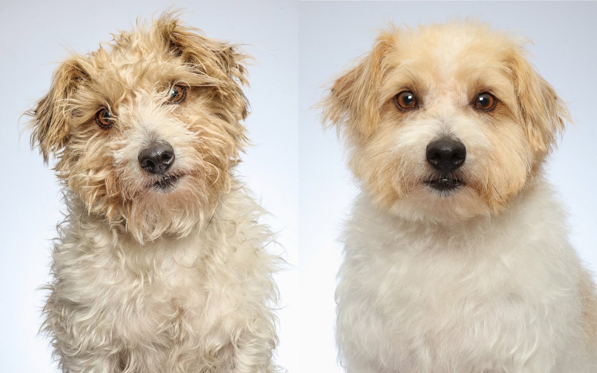 Banjo, before and after.
Did they swap dogs?
I want the old one back.
#Poodleparlour
#doggroomer
#beforeandafter