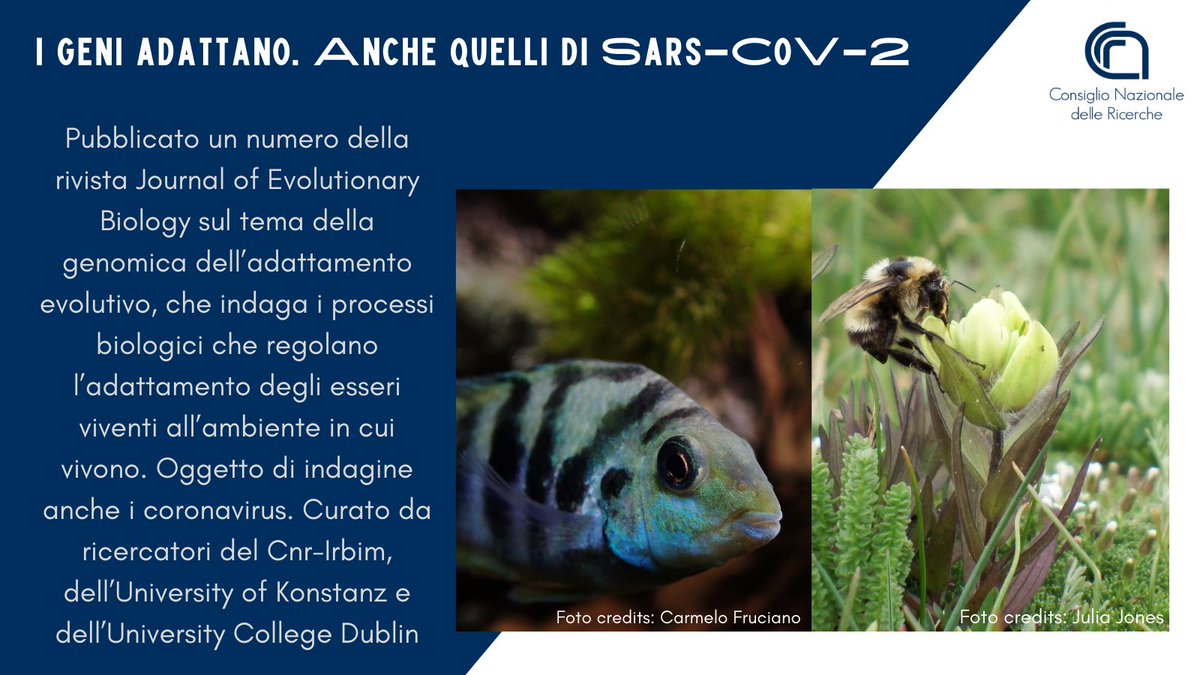 I geni adattano. Anche quelli di #SARSCoV2
Lo studio di <a href="/CnrIrbim/">IRBIM CNR</a> <a href="/UniKonstanz/">Universität Konstanz</a> e <a href="/ucddublin/">University College Dublin</a> che indaga i processi biologici che regolano l’adattamento degli esseri viventi all’ambiente in cui vivono. Oggetto di indagine anche i #coronavirus
Scopri di più👇
cnr.it/it/comunicato-…