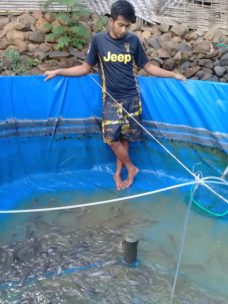 HamdibinAhmad's tweet photo. Senin 28/6, Abdulhamdi PPB Situbondo di pokdakan puja sera Ds sumberanyar kec Jatibanteng, kegiatan panen lele luas 12 m2 size 10-11/kg jmlah 95 kg,harga 15 rb/kg #GiatLuhkanSatminkalBanyuwangi #Sbondo #panen @bppp_banyuwangi @puslatluhkp @brsdm_kp @kkpgoid https://t.co/9avivX2LDC
