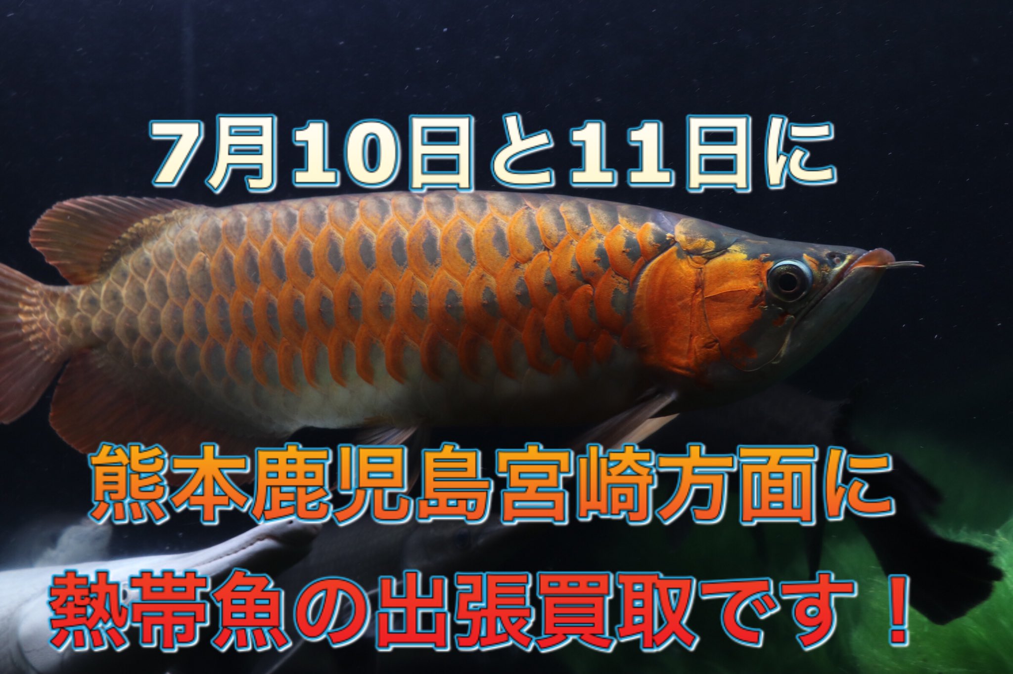 熱帯魚買取人 Netaigyokaitori Twitter