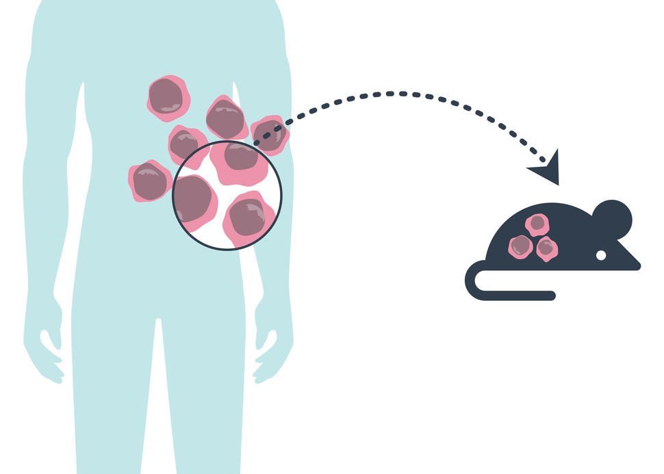 theNCI's tweet photo. A large study provides reassurance that cancer models known as PDX mice largely retain the genetics of the human tumors from which they were created: https://t.co/9OdoWwotzN #NCICancerCurrentsBlog #repost https://t.co/mwQcicnyXa