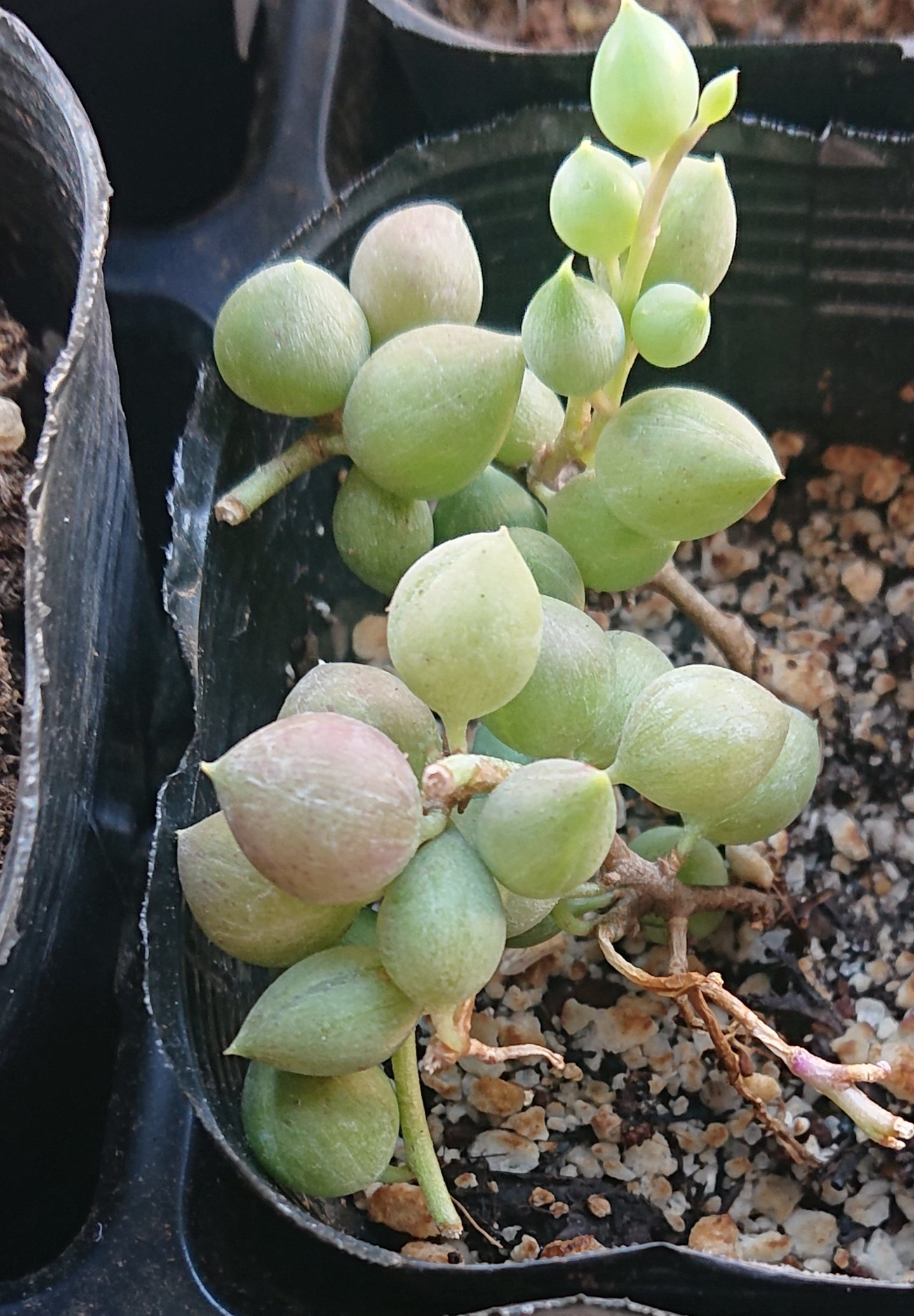 会社員の多肉植物log 多肉植物のピーチネックレスがシワシワにしおれて 赤茶色に変色した でも原因を分析して 何とか緑色のプクプク状態まで復活させました その経過をご紹介します T Co Ded76v73mr 詳細は の記事を見てください
