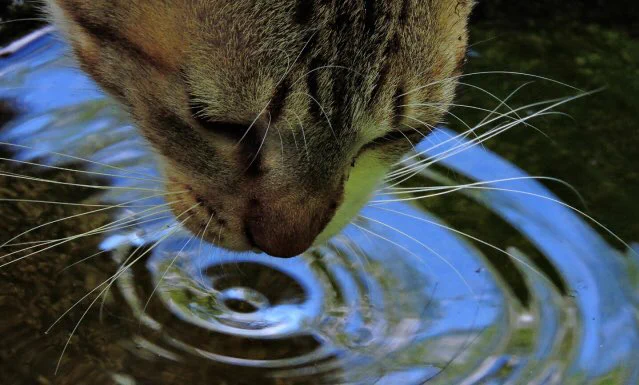 暑くなってきたからといって、猫の飲み水に氷を浮かべるのはやめましょう！
