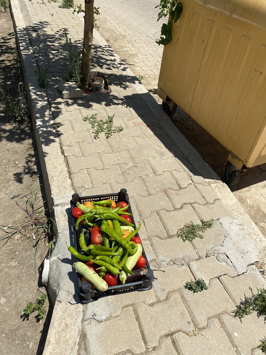 İzmir Ödemiş Süleyman Demirel 1027 sokaktaki şok marketin çöpün yanına bıraktığı sebzeler.. ülkede bu kadar açlık varken insanlar bu kadar zor durumdayken bunları ücretsiz dağıtmak yerine çöpe atmak neden ? <a href="/SokMarketlerMH/">Şok Müşteri Hizmetleri</a> <a href="/SokMarketler/">Şok Marketler</a>