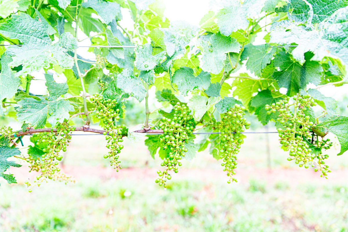 We've got baby grapes! From potential fruit, to grape flowers blooming, and now on to baby grapes on the vine, we're thankful for all of the successes this growing season. 
🍇 

📸 : Shenandoah Imagery x Do Me a Flavor