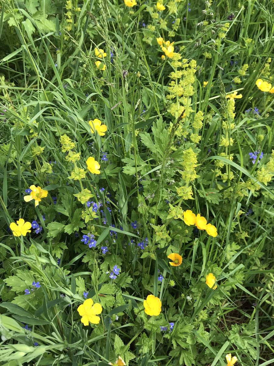 HelenKM22's tweet image. Fab lane at the end of yesterday’s yomp - full of colour, buzzing with insects and plenty of swallows swooping around #EveryoneNeedsNature