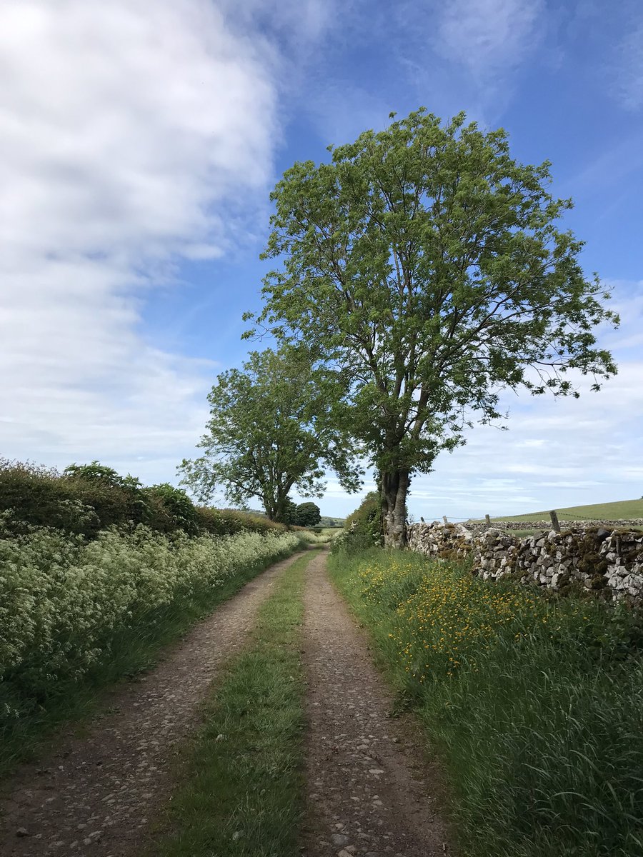HelenKM22's tweet image. Fab lane at the end of yesterday’s yomp - full of colour, buzzing with insects and plenty of swallows swooping around #EveryoneNeedsNature
