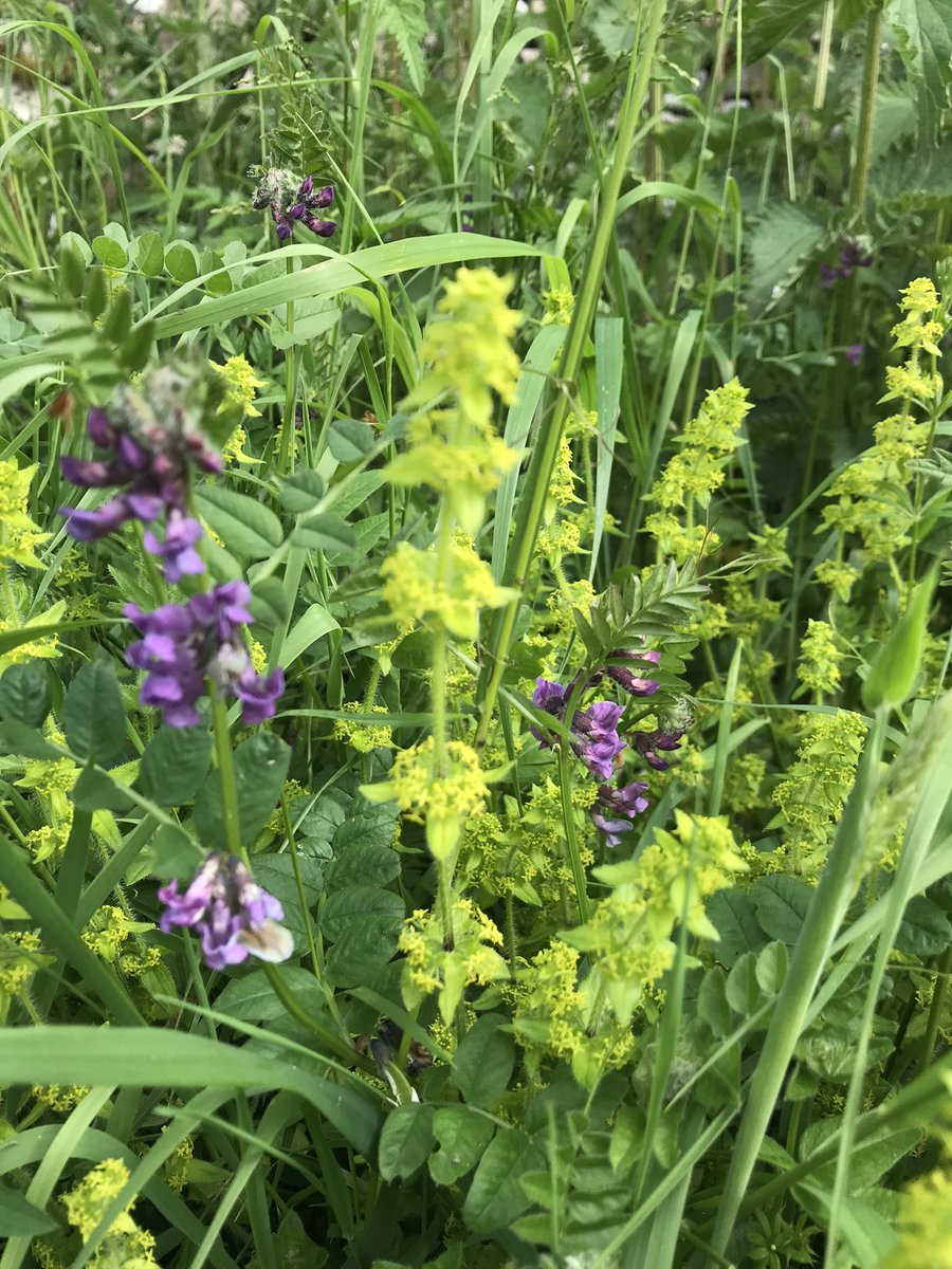 HelenKM22's tweet image. Fab lane at the end of yesterday’s yomp - full of colour, buzzing with insects and plenty of swallows swooping around #EveryoneNeedsNature