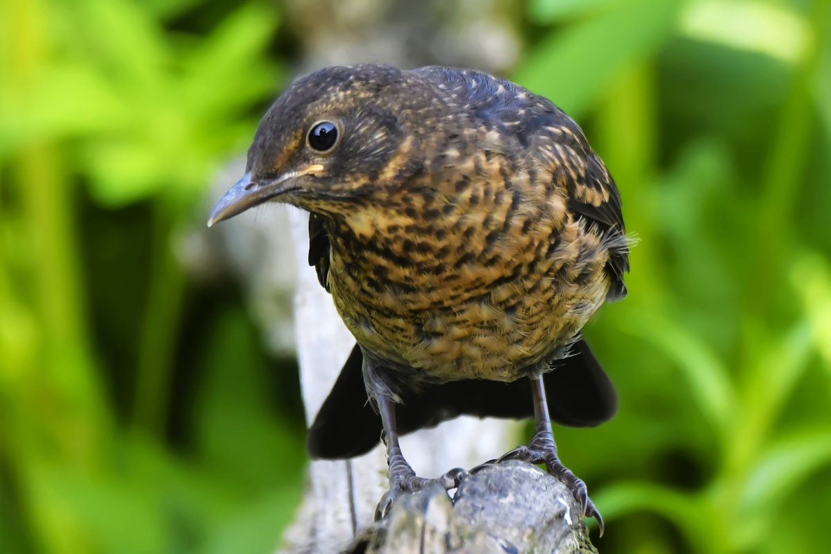 The beautiful baby Blackbird waiting to be feed #TwitterNatureCommunity #thephotohour #inmygarden #nature #photo @GARDENATURE @BTO_GBW @ukgardenbirds