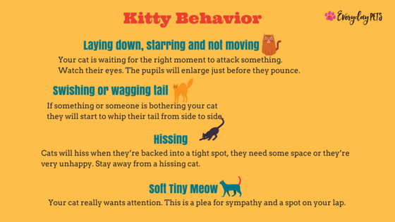 Everyday_Pets's tweet photo. Do you have a badly behaved feline and want to know how to correct that behavior? All is not lost!

Let us share with you a brief report on how to correct some of the unwanted behavior from your cat. Read here to learn more.
https://t.co/w8cM6i9TP3

#CatsOfInstagram #ILoveCats https://t.co/4gbv8imIRB