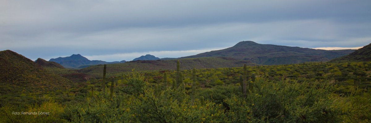 custodiossierra's tweet photo. #NuevaFotoDePerfil ^ Camino a San Javier, sierra La Giganta. Baja California Sur.

Por: Fernanda Gómez.
#CustodiosDeLaSierra #LaGigantayGuadalupe https://t.co/1f30LegLTK