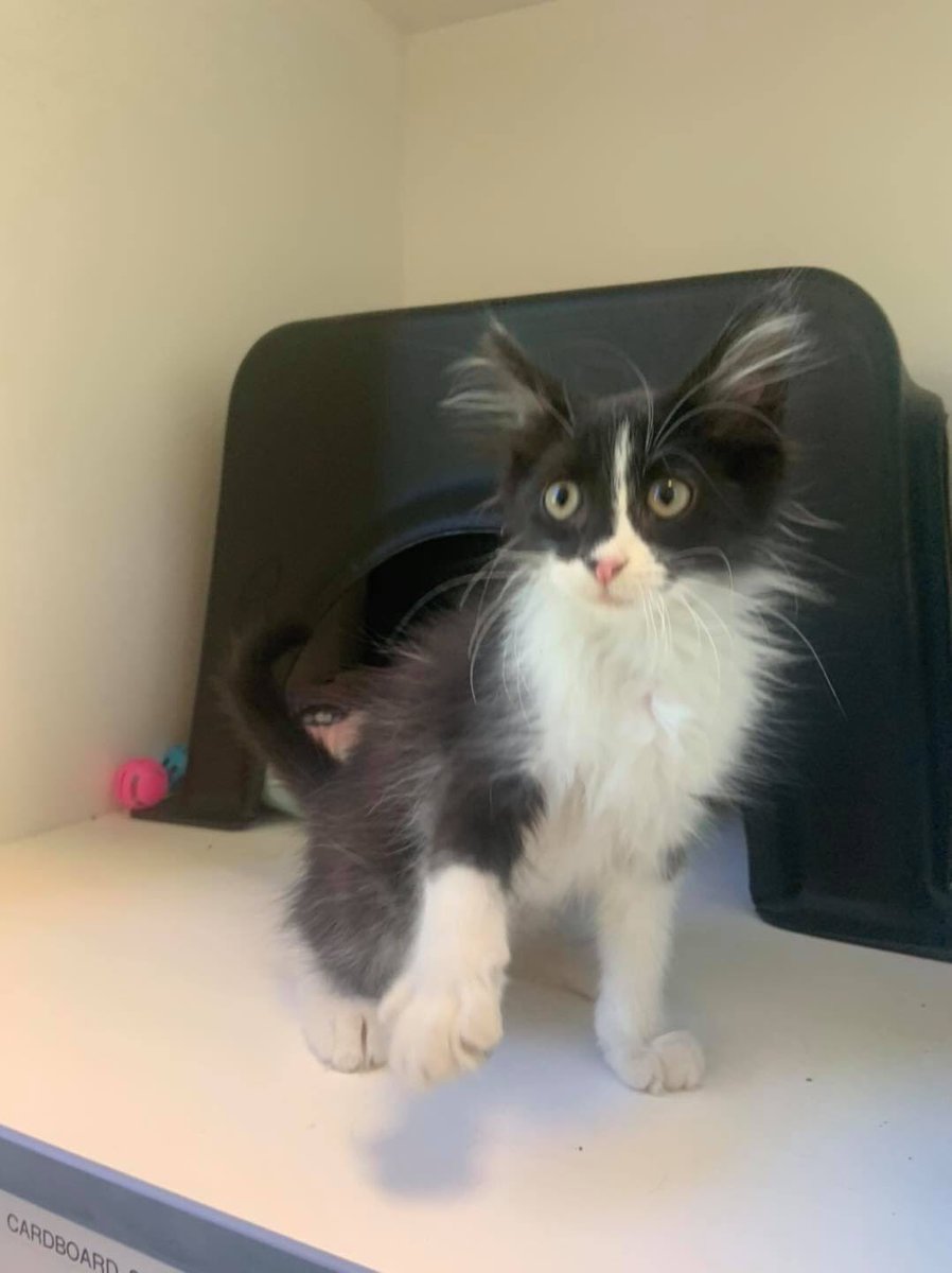 Nashville Humane tweet media